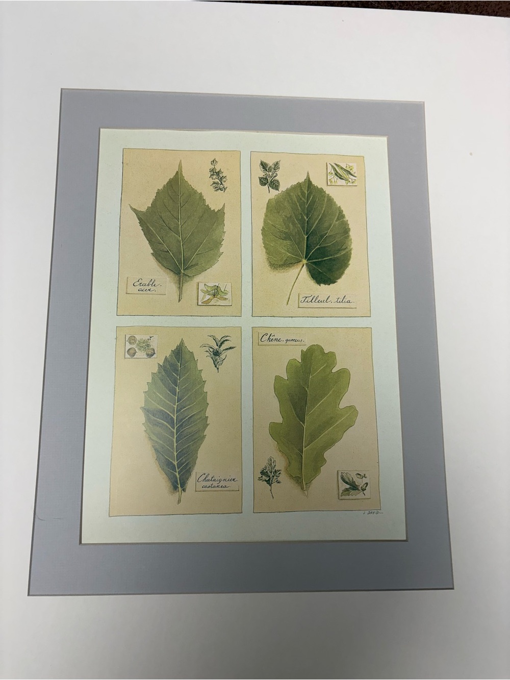 Ready to Frame Leaf Prints by L. David - Picture 5 of 8